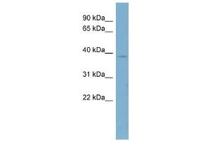 CAB39 antibody used at 1 ug/ml to detect target protein. (CAB39 抗体  (Middle Region))
