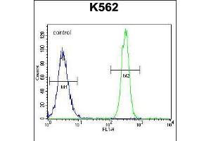 Flow cytometric analysis of K562 cells (right histogram) compared to a negative control cell (left histogram). (ENOS 抗体  (AA 1156-1183))