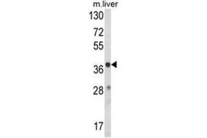 Western blot analysis of HAO1 Antibody (Center) in mouse liver tissue lysates (35ug/lane). (HAO1 抗体  (Middle Region))