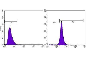 Flow cytometric analysis of MCF-7 cells using beta Actin mouse mAb (right) and negative control (left). (beta Actin 抗体  (N-Term))