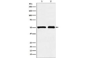 Western blot analysis of KMT5A / SETD8 / Pr-SET7 expression in (1) 293T cell lysate, (2) NIH/3T3 cell lysate.
