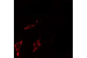 ABIN6274522 staining HepG2 cells by IF/ICC. (SERINC1 抗体  (C-Term))