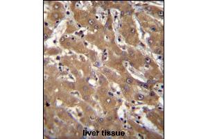 SPOPL Antibody (Center) (ABIN656695 and ABIN2845929) immunohistochemistry analysis in formalin fixed and paraffin embedded human liver tissue followed by peroxidase conjugation of the secondary antibody and DAB staining.