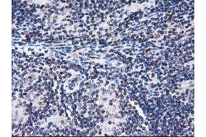 Image no. 7 for anti-Striatin Interacting Protein 1 (STRIP1) antibody (ABIN1498205) (STRIP1 抗体)