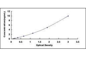Protein Kinase, AMP-Activated, alpha 1 Catalytic Subunit (PRKAA1) ELISA Kit