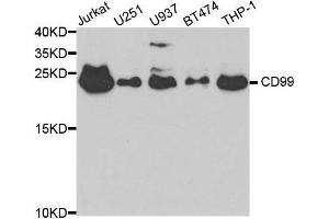 Western blot analysis of extracts of various cell lines, using CD99 antibody. (CD99 抗体  (AA 23-185))