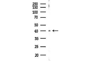 anti-G Protein-Coupled Receptor 81 (GPR81) (C-Term) antibody