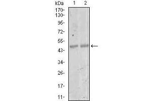 Western blot analysis using MEF2C mouse mAb against NIH3T3 (1) and 3T3-L1 (2) cell lysate. (MEF2C 抗体  (AA 1-125))