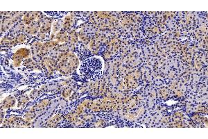 Detection of CASP1 in Porcine Kidney Tissue using Polyclonal Antibody to Caspase 1 (CASP1) (Caspase 1 抗体  (AA 317-404))