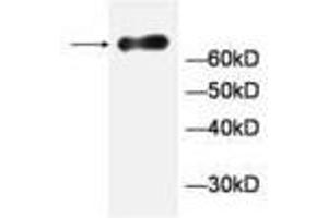 Image no. 1 for anti-General Transcription Factor IIA, 1-Like (GTF2A1L) antibody (ABIN791472) (GTF2A1L 抗体)