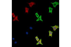 ABIN7096740 and ABIN7100805 staining HepG2 cells by IF/ICC. (MOSPD3 抗体)