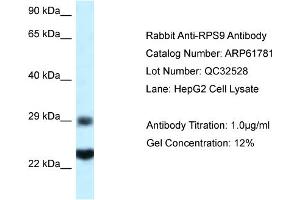 Western Blotting (WB) image for anti-Ribosomal Protein S9 (RPS9) (C-Term) antibody (ABIN2788901) (RPS9 抗体  (C-Term))