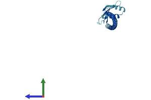Protein Structure (PS) image for SPC25, NDC80 Kinetochore Complex Component, Homolog (SPC25) (AA 1-224) protein (His tag) (ABIN7546303)