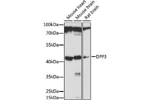Western blot analysis of extracts of various cell lines, using DPF3 antibody (ABIN7266671) at 1:1000 dilution. (DPF3 抗体  (AA 90-200))