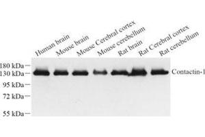 Contactin 1 抗体