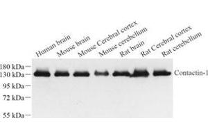 Western blot analysis of contactin-1 (ABIN7073572) at dilution of 1: 1000 (Contactin 1 抗体)