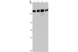 Western Blotting (WB) image for anti-Golgin A2 (GOLGA2) antibody (ABIN2423555) (Golgin A2 (GOLGA2) 抗体)