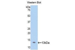 Western Blotting (WB) image for anti-ATPase, H+/K+ Exchanging, alpha Polypeptide (ATP4A) (AA 798-896) antibody (ABIN1176528) (ATP4A 抗体  (AA 798-896))