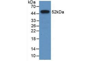 Western Blot; Sample: Recombinant FPN, Human. (SLC40A1 抗体  (AA 127-321))
