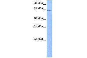 FAM71A antibody used at 0. (FAM71A 抗体  (C-Term))