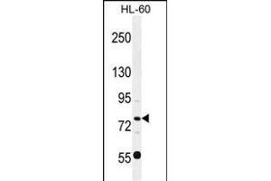 POU2F1 Antibody (Center) (ABIN655648 and ABIN2845123) western blot analysis in HL-60 cell line lysates (35 μg/lane). (POU2F1 抗体  (AA 364-391))