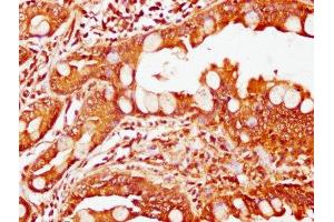 IHC image of ABIN7174242 diluted at 1:200 and staining in paraffin-embedded human small intestine tissue performed on a Leica BondTM system. (COQ3 抗体  (AA 271-369))