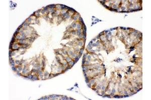 IHC testing of mouse testis with BAG2 antibody. (BAG2 抗体  (AA 1-211))