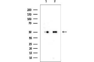 Western blot analysis of lysates from various samples, using alpha Tubulin Mouse Monoclonal Antibody at 1/1000 dilution.