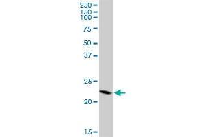 CBX5 MaxPab polyclonal antibody. (CBX5 抗体  (AA 1-191))