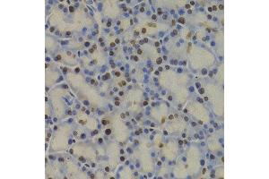 Immunohistochemistry (IHC) image for anti-Glyceraldehyde-3-Phosphate Dehydrogenase (GAPDH) (AA 1-335) antibody (ABIN3020538) (GAPDH 抗体  (AA 1-335))