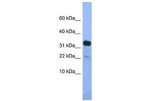 Western Blot showing Klhdc9 antibody used at a concentration of 1. (KLHDC9 抗体  (Middle Region))