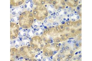 Immunohistochemistry of paraffin-embedded Mouse kidney using AMY1A Polyclonal Antibody at dilution of 1:100 (40x lens). (AMY1A 抗体)