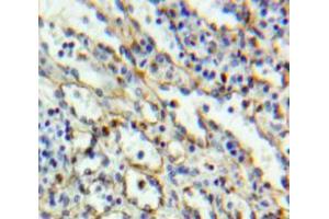 Used in DAB staining on fromalin fixed paraffin-embedded Spleen tissue (CD6 抗体  (AA 30-204))