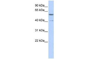 ZNF284 antibody used at 0. (ZNF284 抗体  (C-Term))