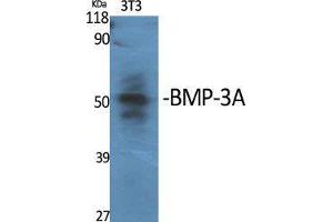 Western Blot (WB) analysis of specific cells using BMP-3A Polyclonal Antibody. (BMP3 抗体  (Internal Region))