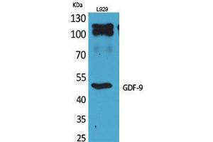 Western Blotting (WB) image for anti-Growth Differentiation Factor 9 (GDF9) (C-Term) antibody (ABIN3187820) (GDF9 抗体  (C-Term))