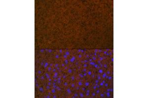 Immunofluorescence analysis of mouse liver using Coagulation Coagulation Protein C Rabbit mAb (ABIN7271333) at dilution of 1:100 (40x lens). (PROC 抗体)