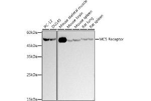 Western blot analysis of extracts of various cell lines, using (ABIN7268454) at 1:500 dilution. (MC5 Receptor 抗体)