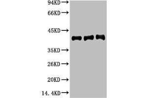 Western blot analysis of 1) Hela, 2) Mouse Brain tissue, 3) Rat Brain tissue, diluted at 1:20000. (Actin 抗体)