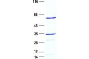 Validation with Western Blot (DNASE1 Protein (GST tag,His tag))