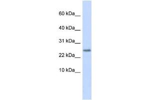 WB Suggested Anti-CST9 Antibody Titration:  0. (CST9 抗体  (Middle Region))