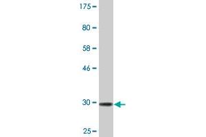 Western Blot detection against Immunogen (31. (Vasn 抗体  (AA 298-349))