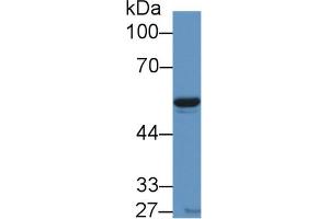 Western Blot; Sample: Porcine Heart lysate; Primary Ab: 1µg/ml Rabbit Anti-Human VF Antibody Second Ab: 0. (NAMPT 抗体  (AA 1-491))
