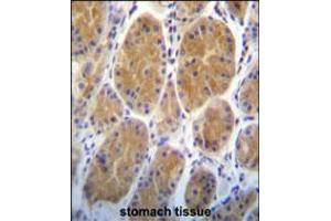 AARS2 Antibody immunohistochemistry analysis in formalin fixed and paraffin embedded human stomach tissue followed by peroxidase conjugation of the secondary antibody and DAB staining. (AARS2 抗体  (AA 366-394))