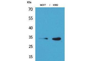 CDK4 抗体  (N-Term)