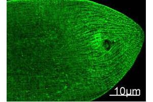 Immunofluorescence staining of nematode tissue.