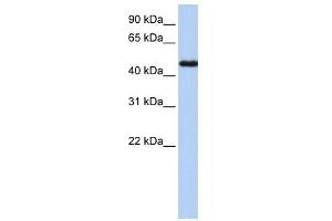 NR2F1 antibody used at 1 ug/ml to detect target protein. (NR2F1 抗体  (N-Term))
