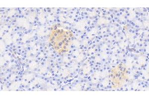 Detection of GNaZ in Human Pancreas Tissue using Polyclonal Antibody to G Protein Alpha Z (GNaZ) (GNaZ 抗体  (AA 2-219))