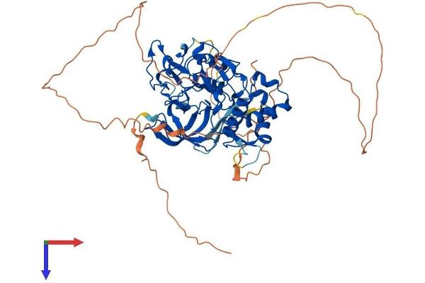 PHF1 Protein (AA 1-559) (His tag)
