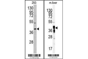 Western blot analysis of anti-AKR7A2 antibody in 293 cell line lysates (35ug/lane) Western blot analysis of anti-AKR7A2 Antibody in mouse liver tissue lysates (35ug/lane). (AKR7A2 抗体  (N-Term))